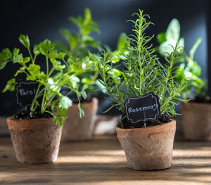 Close-up of a potted rosemary plant on wood surface in natural sunlight, accompanied by other herbs