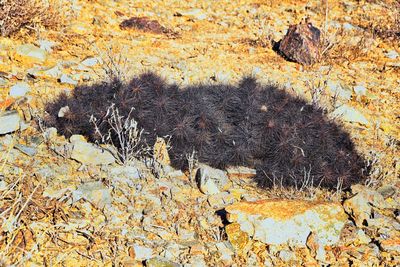 High angle view of lizard on rock