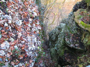 Moss growing on rock in forest