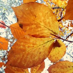 Close-up of leaves