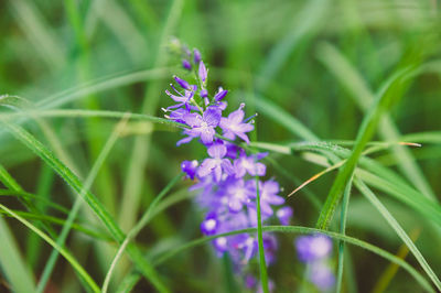 Close-up of purple flowering plant on field