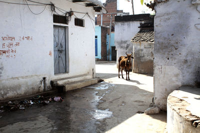 View of holy cow on street in khajuraho