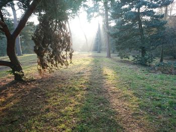 Scenic view of trees by grass