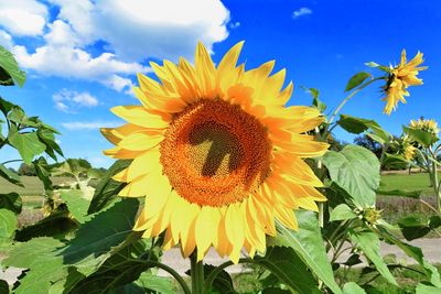 Close-up of sunflower against sky