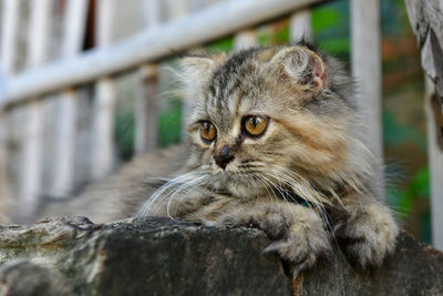 Portrait of cat relaxing outdoors