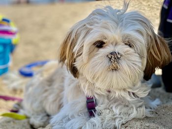 Close-up portrait of a dog