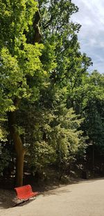 View of trees along road