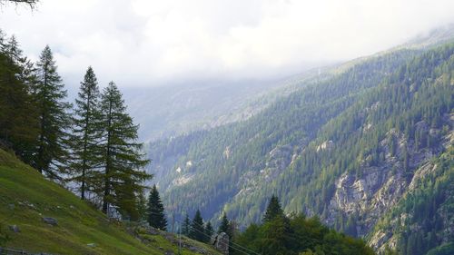 Scenic view of pine trees against sky