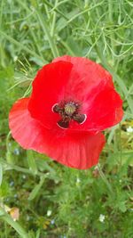 Close-up of red flower