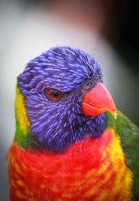 Close-up of a parrot