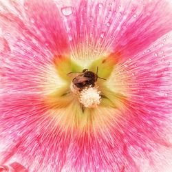 Macro shot of pink flower head