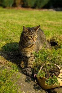 Cat sitting on grass