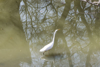 Swan on lake