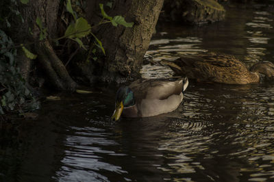 Duck swimming in a lake