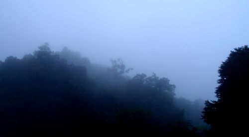 Trees in forest against sky