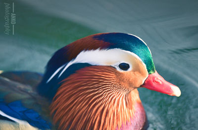 Close-up of duck in water