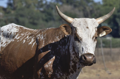 Portrait of a horse on field