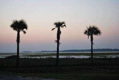 Palm trees on field against sky during sunset