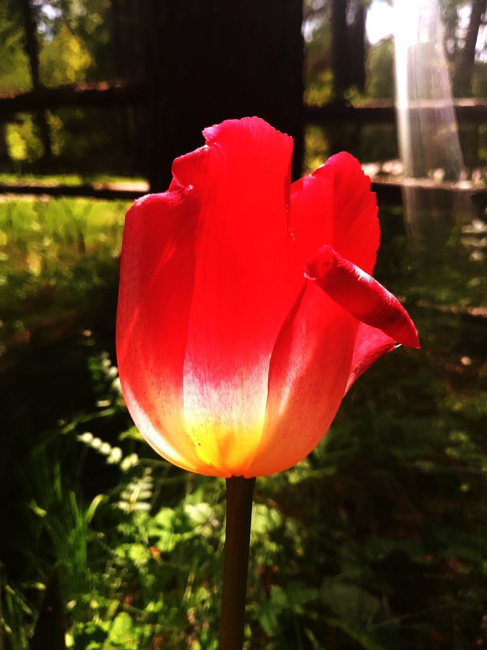 CLOSE-UP OF RED ROSE IN FLOWER