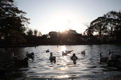 Ducks swimming in lake during sunset