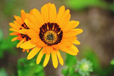 Close-up of yellow flower