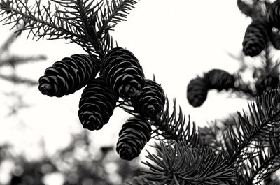 Close-up of plants against sky