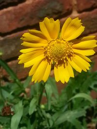 Close-up of yellow flower