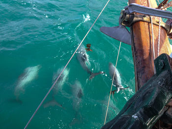 High angle view of fish in sea