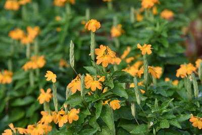 Close-up of yellow flowering plants