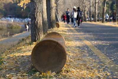 Close-up of tree trunk