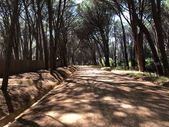 Empty road along trees in forest