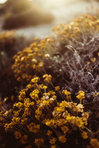 Macro shot of yellow flowering plant