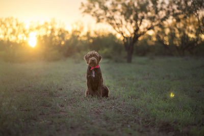 Dog looking away on field during sunset