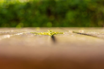 Close-up of small plant