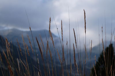 Close-up of grass in field