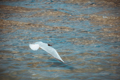 Swan flying over water