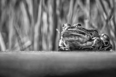 Close-up of frog