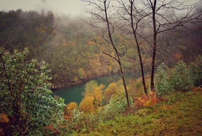 Trees by lake in forest during autumn