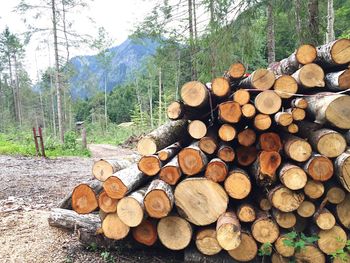 Stack of logs in forest