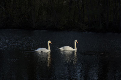 Swan swimming in lake