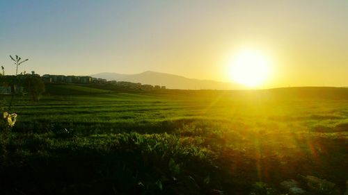 Sunset over grassy field