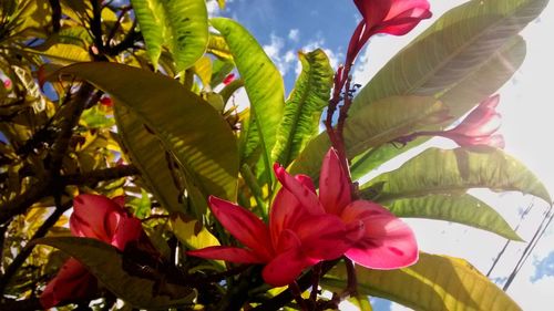 Close-up of plant against sky