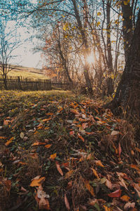 Sunlight falling on autumn leaves in forest