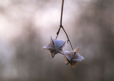 Close-up of dry leaves hanging on twig