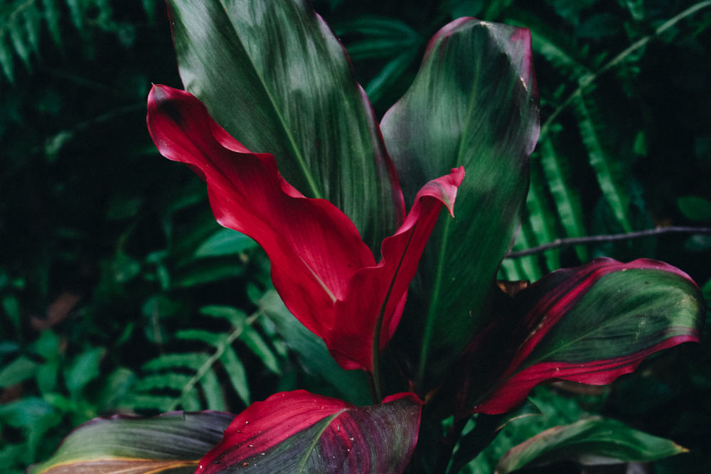 CLOSE-UP OF RED ROSE PLANT