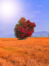 Tree on field against sky during autumn