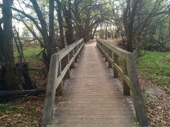 Boardwalk amidst trees