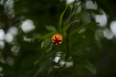 Close-up of red flower on plant