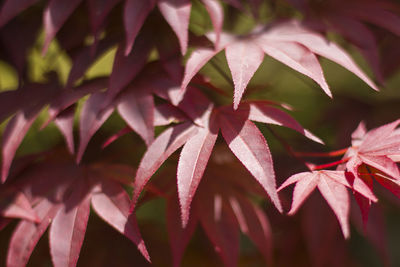 Full frame shot of leaves