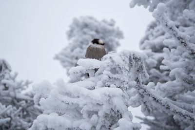 Close-up of bird perching on snow against sky